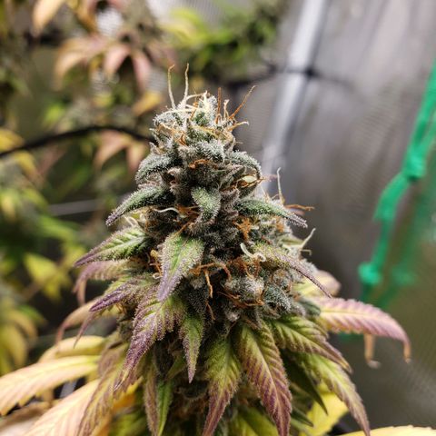 The Baby growlog timeline photo