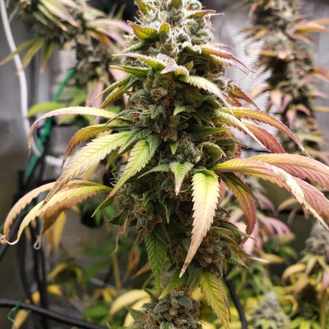 The Baby growlog timeline photo