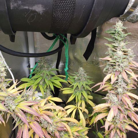 The Baby growlog timeline photo