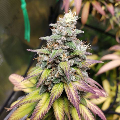 The Baby growlog timeline photo