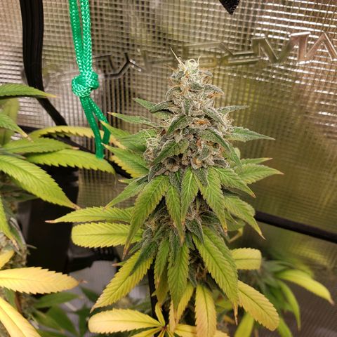 The Baby growlog timeline photo