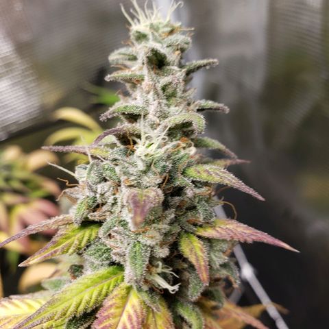The Baby growlog timeline photo