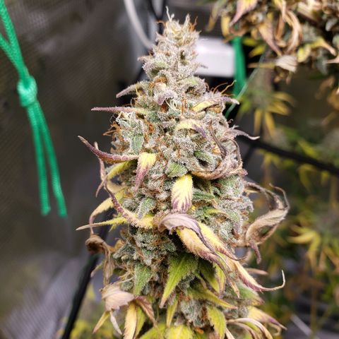 The Baby growlog photo: Today last day for light.  Then 48 hours off before harvest.  
