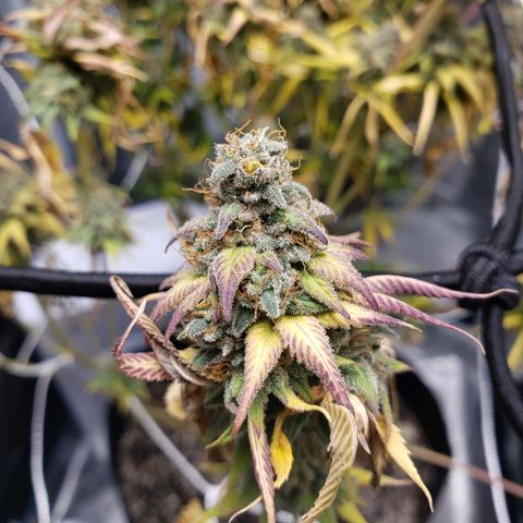 The Baby growlog photo: Today last day for light.  Then 48 hours off before harvest.  
