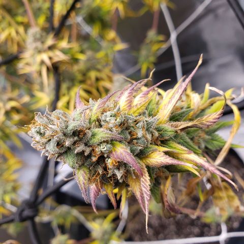 The Baby growlog photo: Today last day for light.  Then 48 hours off before harvest.  
