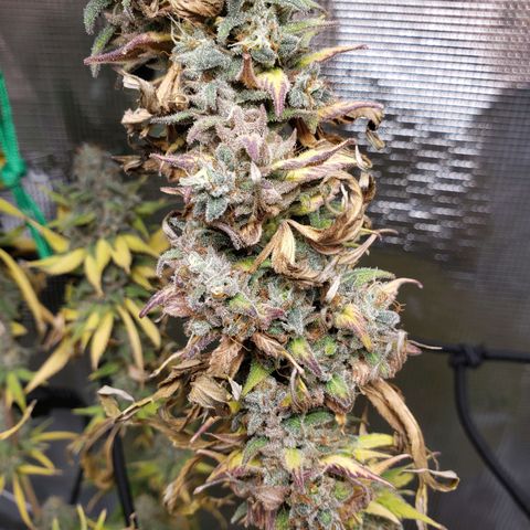 The Baby growlog photo: Today last day for light.  Then 48 hours off before harvest.  