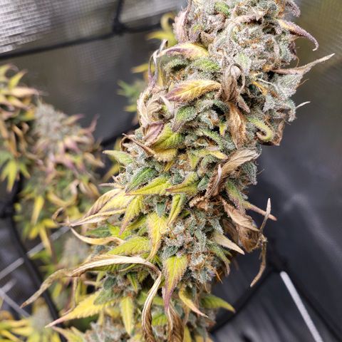 The Baby growlog photo: Today last day for light.  Then 48 hours off before harvest.  