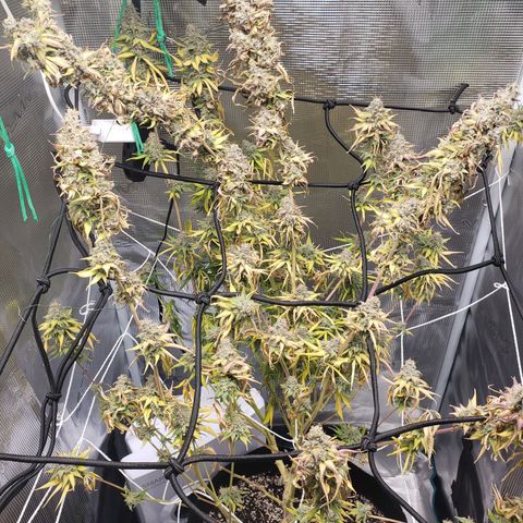 The Baby growlog photo: Today last day for light.  Then 48 hours off before harvest.  
