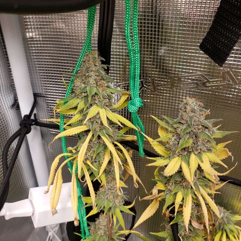 The Baby growlog photo: Today last day for light.  Then 48 hours off before harvest.  
