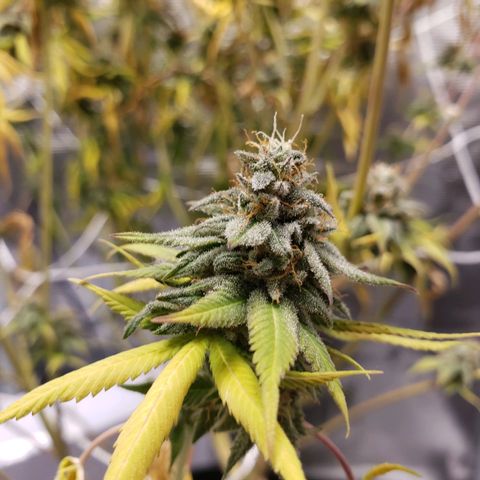 The Baby growlog photo: Today last day for light.  Then 48 hours off before harvest.  