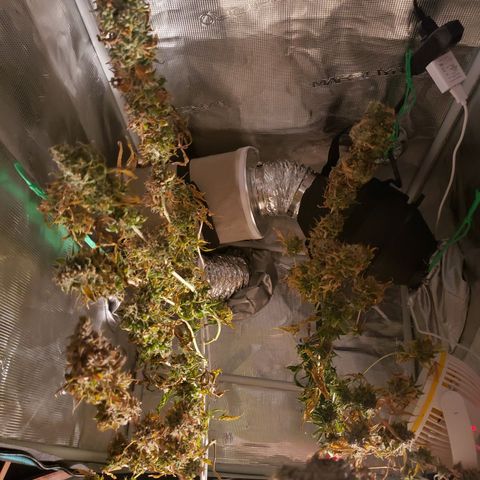The Baby growlog timeline photo