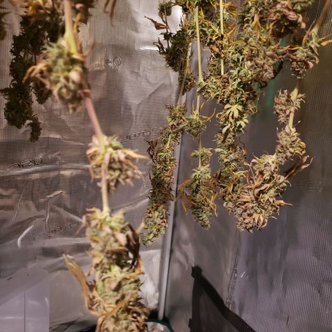 The Baby growlog timeline photo