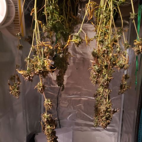 The Baby growlog timeline photo