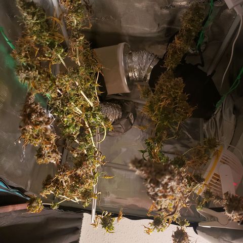 The Baby growlog timeline photo