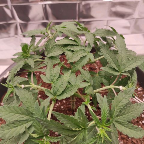 Jack Herer Main lining growlog timeline photo