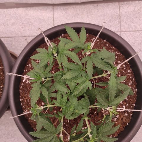Jack Herer Main lining growlog timeline photo