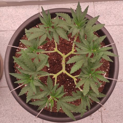 Jack Herer Main lining growlog timeline photo