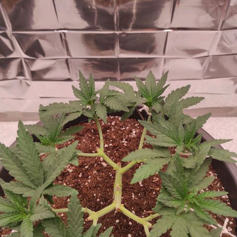 Jack Herer Main lining growlog timeline photo