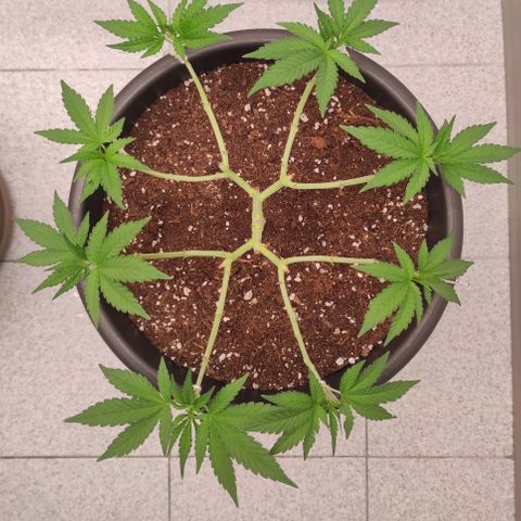 Jack Herer Main lining growlog timeline photo