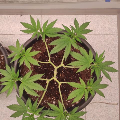 Jack Herer Main lining growlog timeline photo