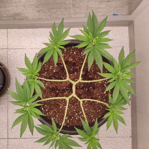Jack Herer Main lining growlog timeline photo