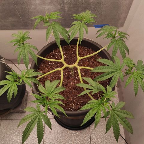 Jack Herer Main lining growlog timeline photo