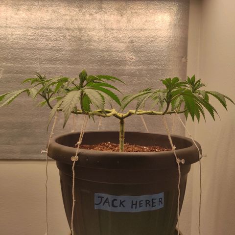 Jack Herer Main lining growlog timeline photo