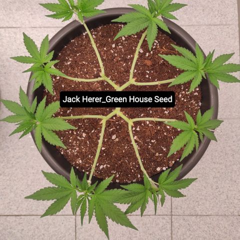 Jack Herer Main lining growlog timeline photo