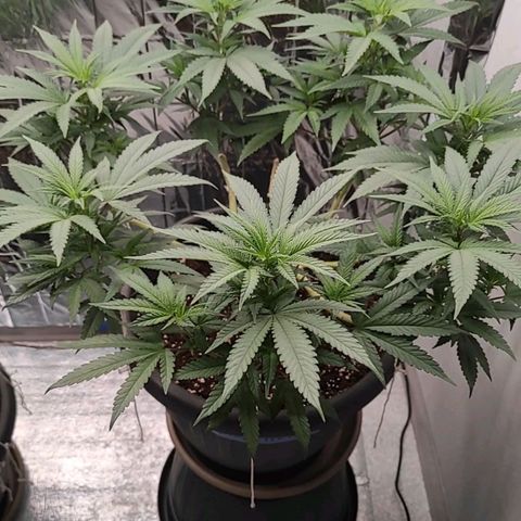 Jack Herer Main lining growlog timeline photo