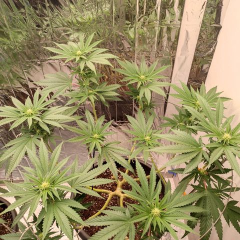 Jack Herer Main lining growlog timeline photo