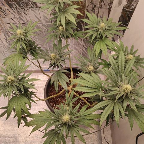 Jack Herer Main lining growlog timeline photo