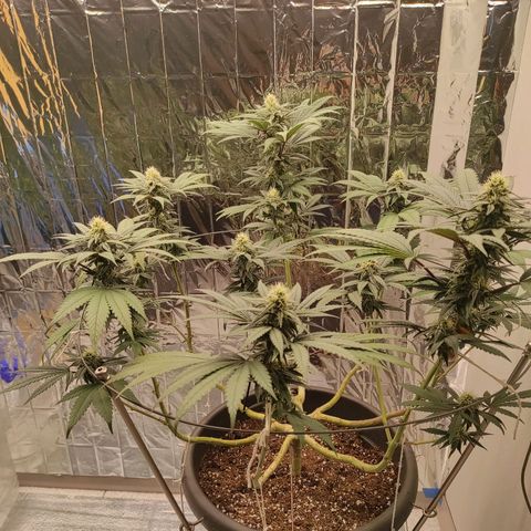 Jack Herer Main lining growlog timeline photo