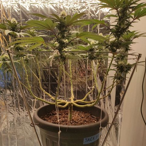 Jack Herer Main lining growlog timeline photo