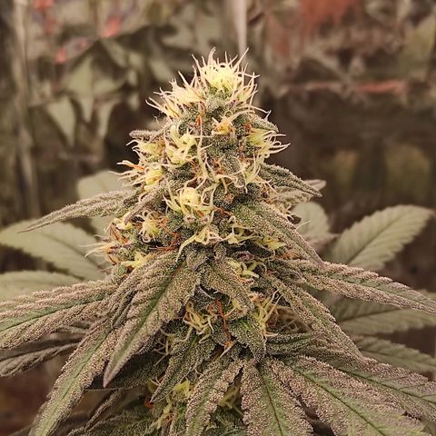 Jack Herer Main lining growlog timeline photo