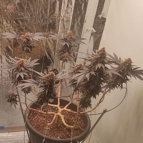 Jack Herer Main lining growlog timeline photo