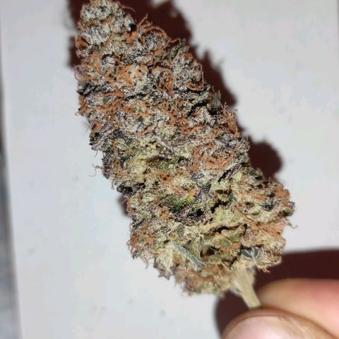 Jack Herer Main lining growlog timeline photo