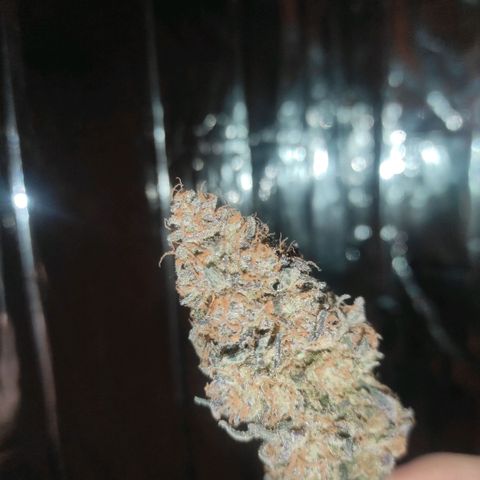 Jack Herer Main lining growlog timeline photo