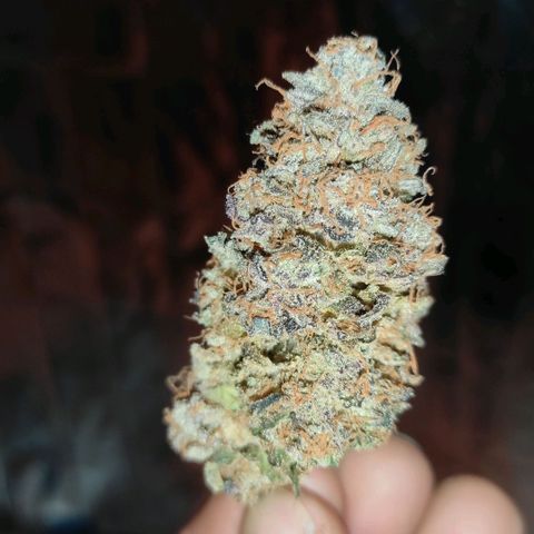 Jack Herer Main lining growlog timeline photo