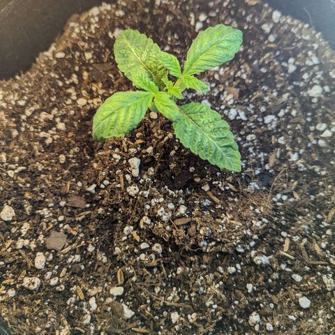 Marta mints growlog timeline photo