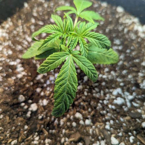 Precious mints  growlog timeline photo