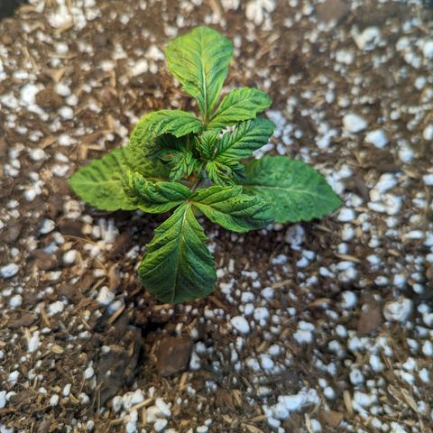 Marta mints growlog timeline photo