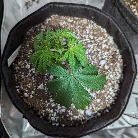 Marta mints growlog timeline photo
