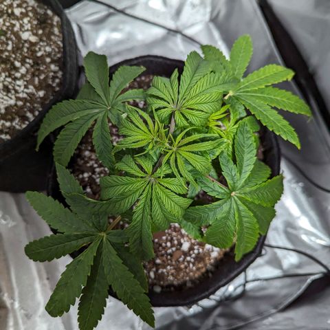 Precious mints  growlog timeline photo