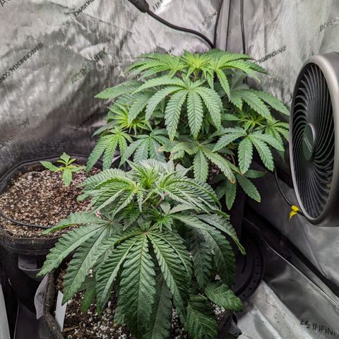 Precious mints  growlog timeline photo