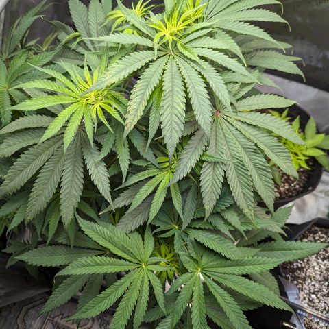 Precious mints  growlog timeline photo