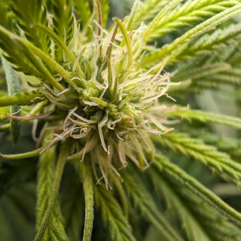Marta mints growlog timeline photo