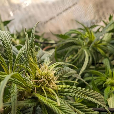 Marta mints growlog timeline photo