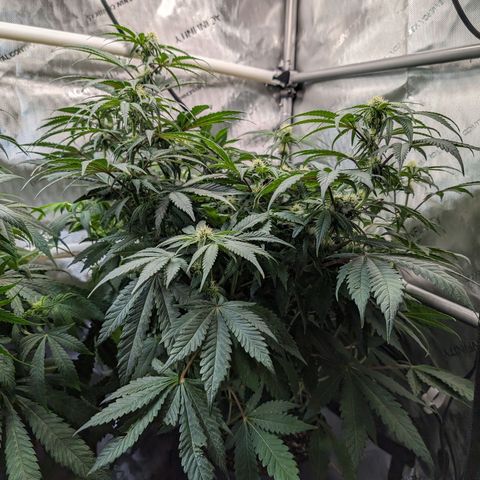Marta mints growlog timeline photo