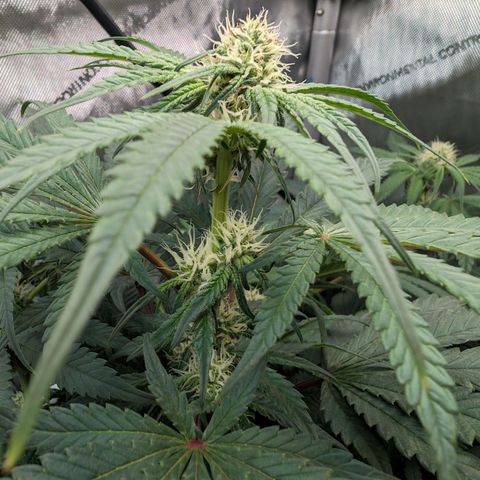 Marta mints growlog timeline photo