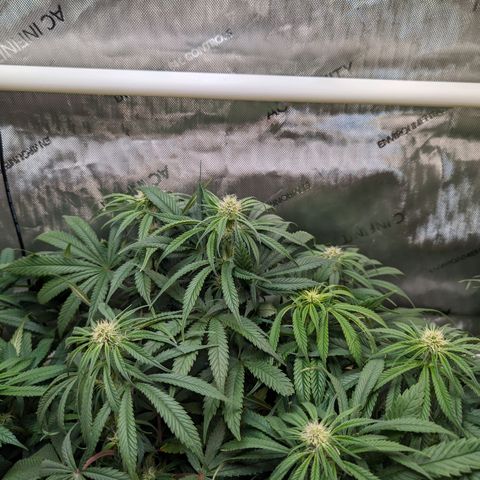 Precious mints  growlog timeline photo